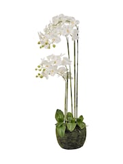 Pacific Lifestyle Green Tall Orchid In Moss - Image 5 of 6