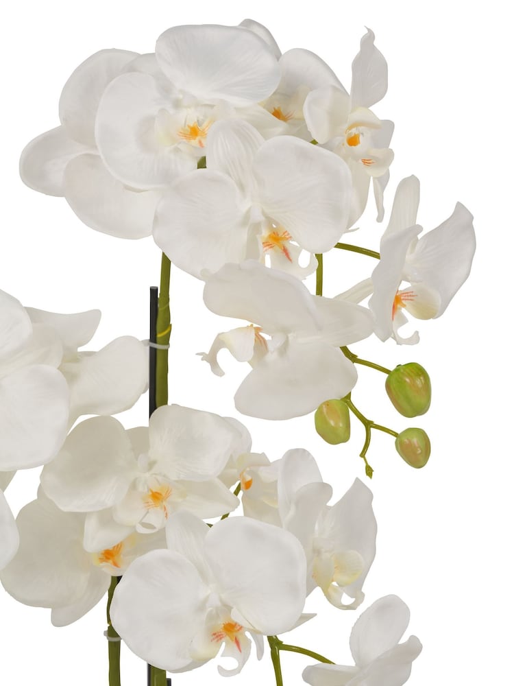 Pacific Lifestyle Green Tall Orchid In Moss - Image 6 of 6