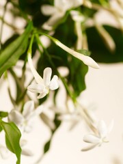 Rituals Sweet Jasmine Hand Wash Refill 600ml - Image 2 of 5