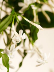 Rituals Sweet Jasmine Hand Balm 175ml - Image 3 of 5