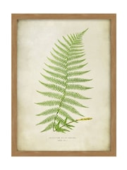 Graham & Brown Multicolour Asplenium Filix-Foemina Wood Frame - Image 2 of 4