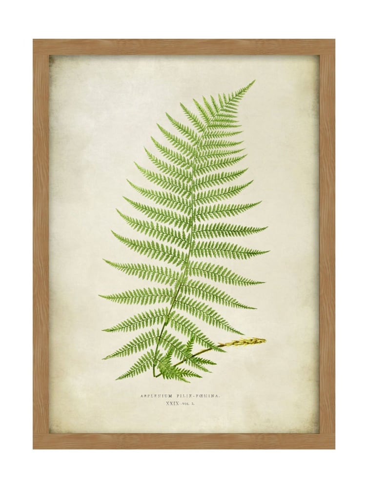 Graham & Brown Multicolour Asplenium Filix-Foemina Wood Frame - Image 2 of 4