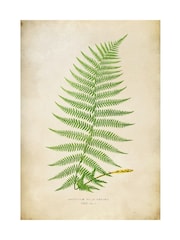 Graham & Brown Multicolour Asplenium Filix-Foemina Wood Frame - Image 4 of 4