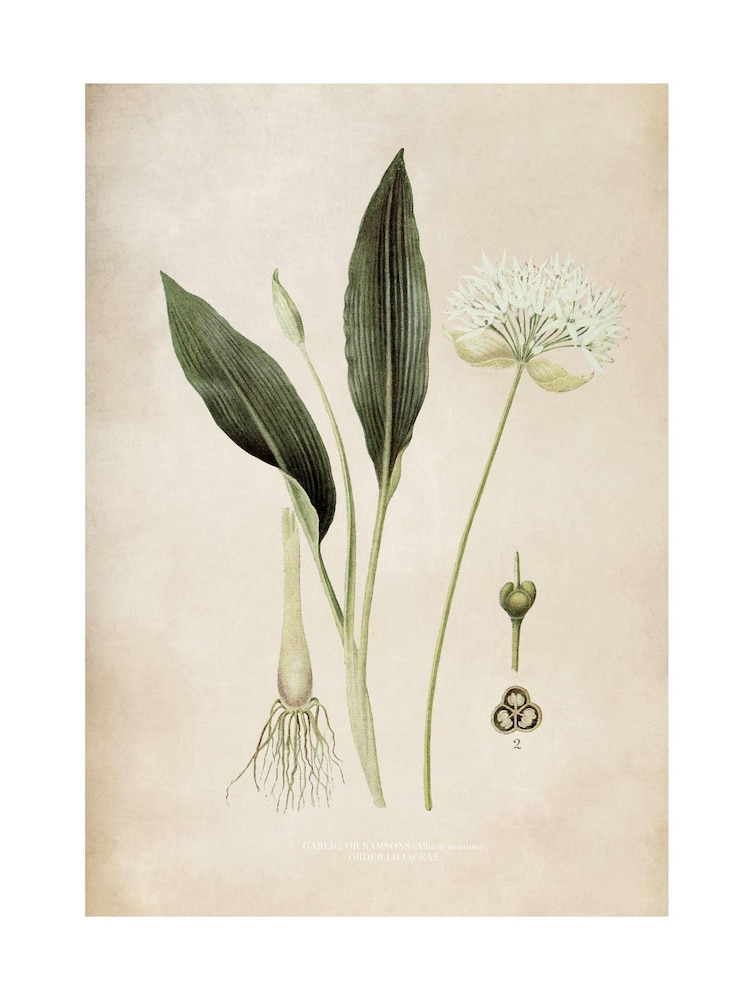 Graham & Brown Multicolour Allium Ursinum Wood Frame - Image 4 of 4 Graham & Brown Multicolour Allium Ursinum Wood Frame - Image 4 of 4