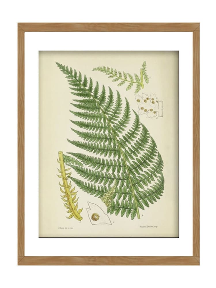 Graham & Brown Green Vinvent Brooks Fern Wood Frame - Image 2 of 4