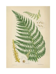 Graham & Brown Green Vinvent Brooks Fern Wood Frame - Image 4 of 4