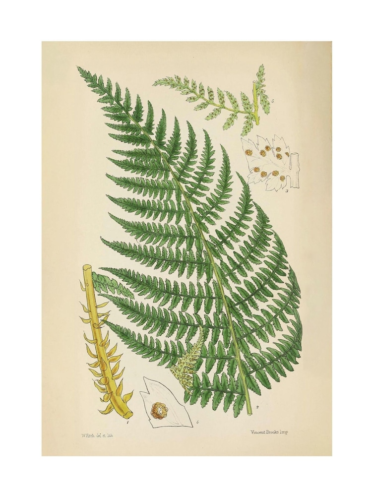 Graham & Brown Green Vinvent Brooks Fern Wood Frame - Image 4 of 4