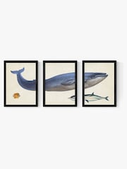 East End Prints Set of 3 Black Whale Wall Arts Prints by Natural History Museum - Image 2 of 2