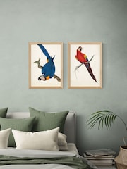 East End Prints Set of 2 Oak Parrots Wall Arts Print by Natural History Museum - Image 1 of 2