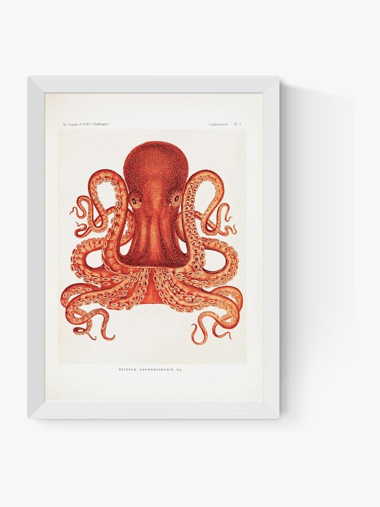 East End Prints White Octopus Wall Art Print by Natural History Museum - Image 2 of 2