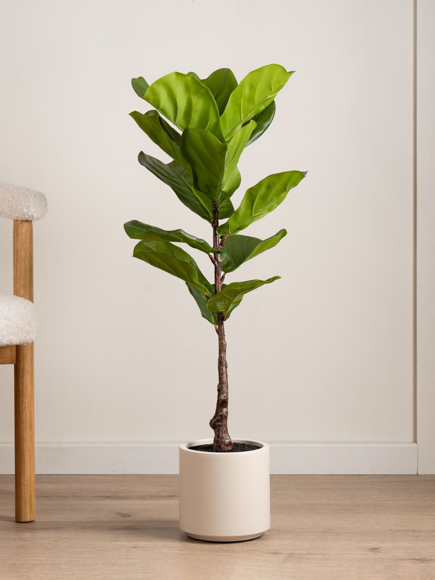 Scottish Everlastings Ltd Unisex Kids Green Artificial Fig Tree In Chunky Pot