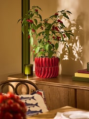 Lia Gold x Next Red/Green Chilli Planter - Image 1 of 6