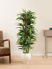 Scottish Everlastings Ltd Green Artificial Slimline tree in Dimpled Ceramic Pot - Image 1 of 3