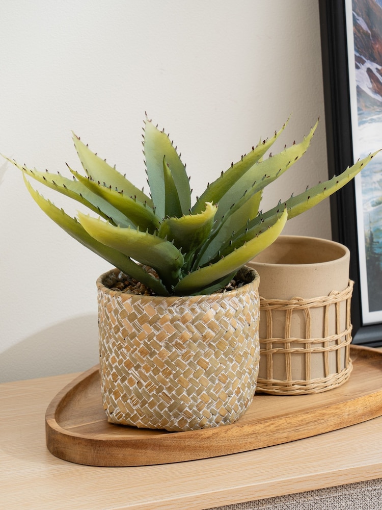 Scottish Everlastings Ltd Green Artificial Aloe in Basket - Image 1 of 3
