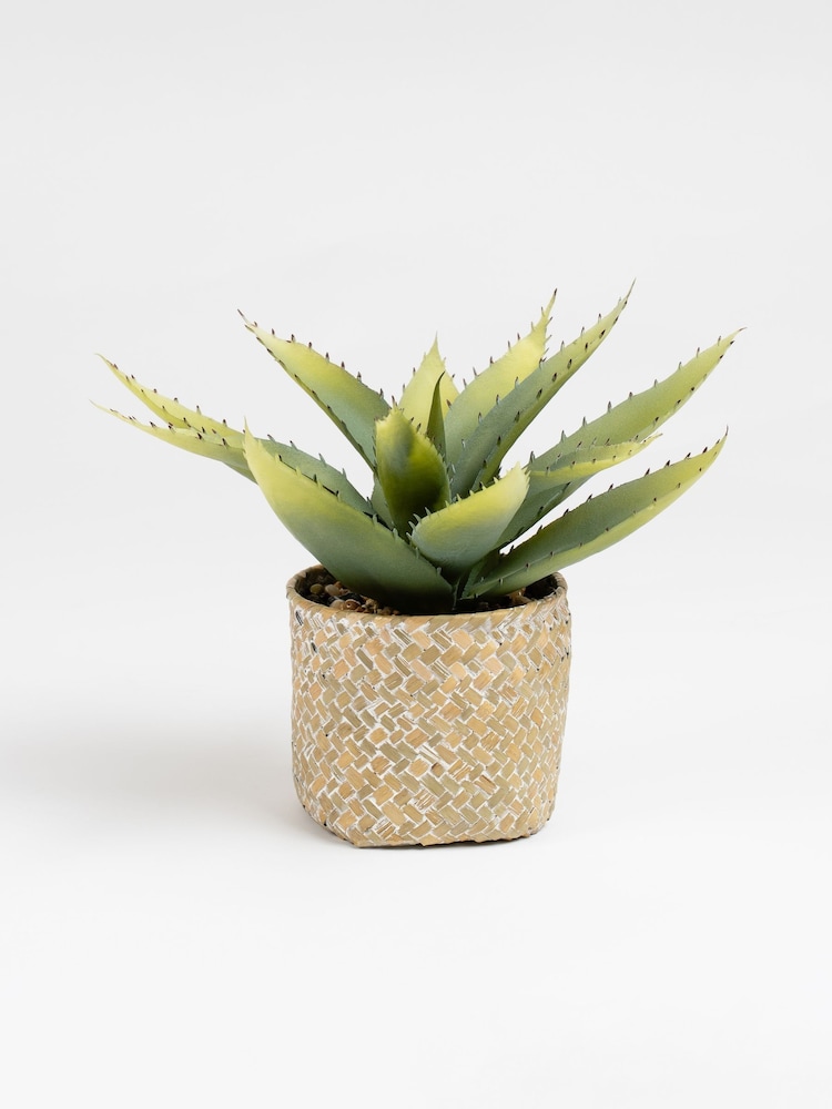 Scottish Everlastings Ltd Green Artificial Aloe in Basket - Image 2 of 3