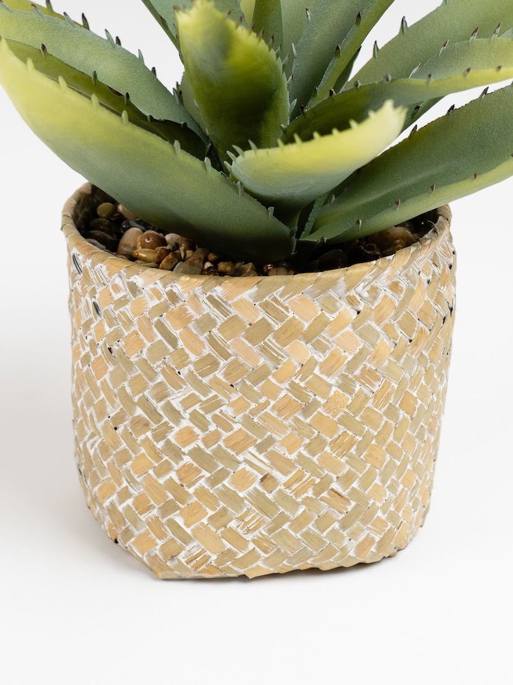 Scottish Everlastings Ltd Green Artificial Aloe in Basket - Image 3 of 3