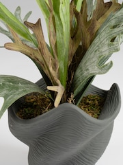 Scottish Everlastings Ltd Green Artificial Sea Greens in Cement Shell Pot - Image 3 of 3