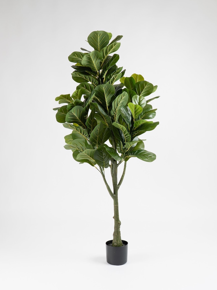 Scottish Everlastings Ltd Green Artificial Fiddleleaf Tree in Pot - Image 3 of 3 Scottish Everlastings Ltd Green Artificial Fiddleleaf Tree in Pot - Image 3 of 3