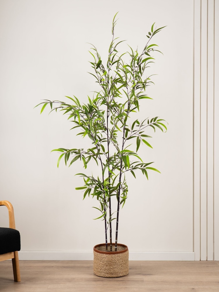 Scottish Everlastings Ltd Green Artificial Real Touch Tree - Image 1 of 3 Scottish Everlastings Ltd Green Artificial Real Touch Tree - Image 1 of 3