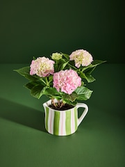 Pink Hydrangea Real Plant in Ceramic Jug - Image 1 of 4