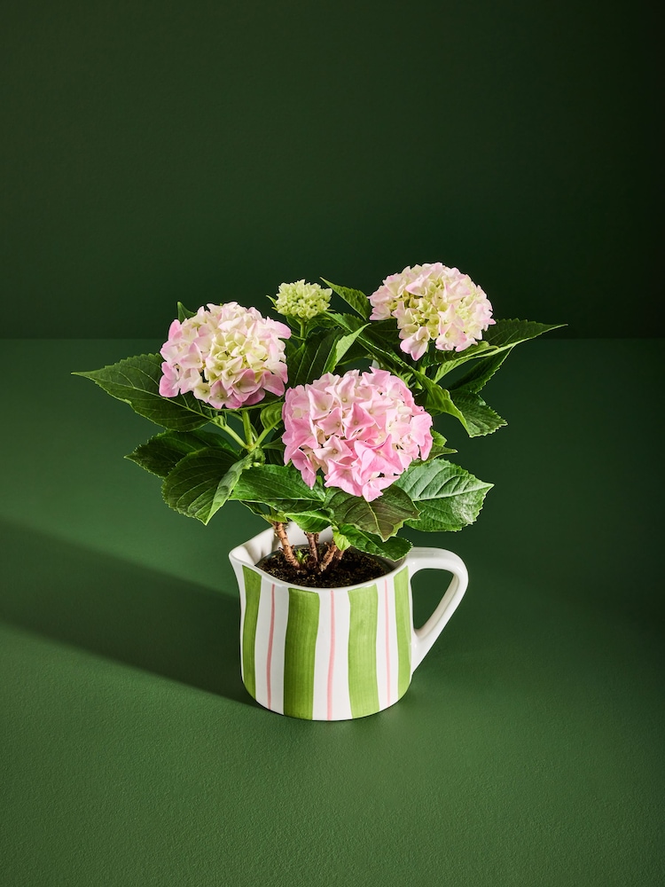 Pink Hydrangea Real Plant in Ceramic Jug - Image 1 of 4
