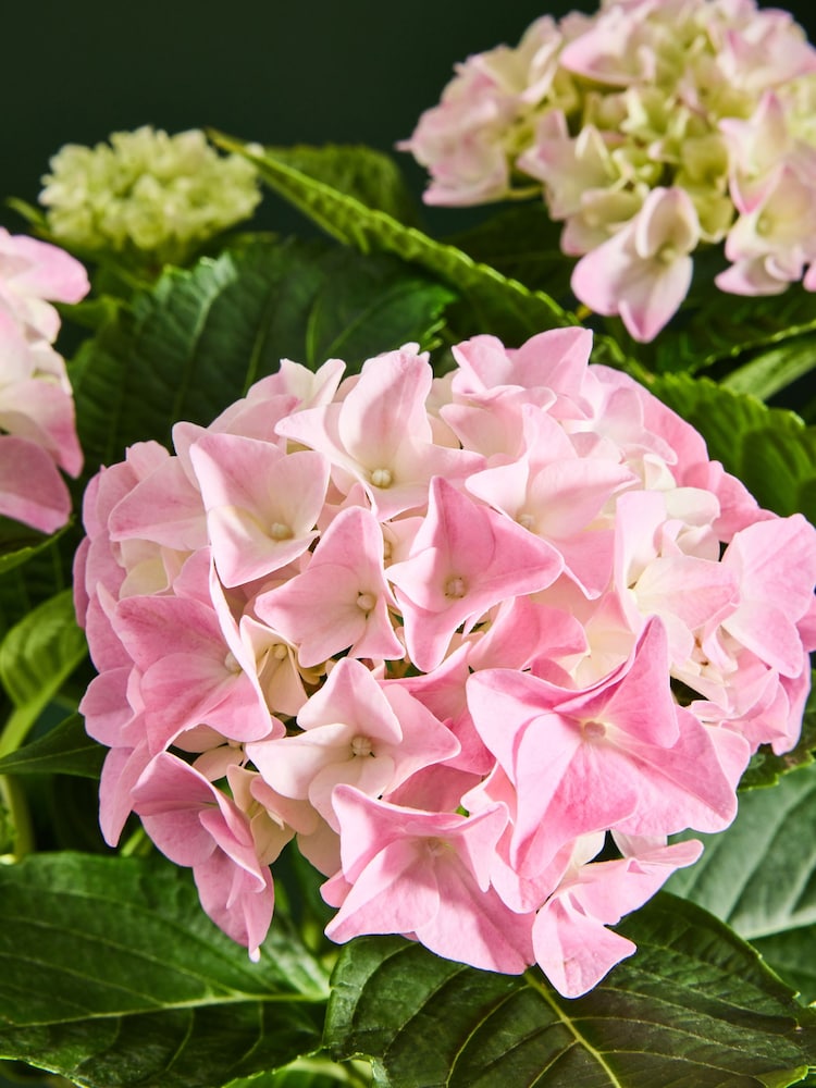 Pink Hydrangea Real Plant in Ceramic Jug - Image 2 of 4