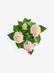Pink Hydrangea Real Plant in Ceramic Jug - Image 3 of 4
