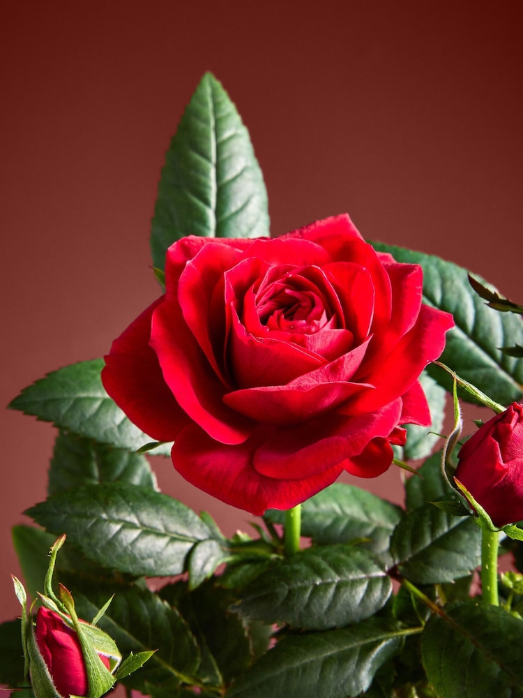 Red Valentines Rose Letterbox Real Plant - Image 2 of 5 Red Valentines Rose Letterbox Real Plant - Image 2 of 5