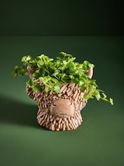 Brown Hamish Head Planter With Real Plant - Image 1 of 4