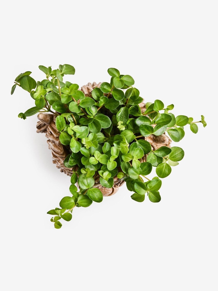 Brown Hamish Head Planter With Real Plant - Image 4 of 4