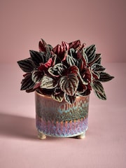 Red Luna Real Plant In Ombre Ceramic Pot - Image 1 of 5
