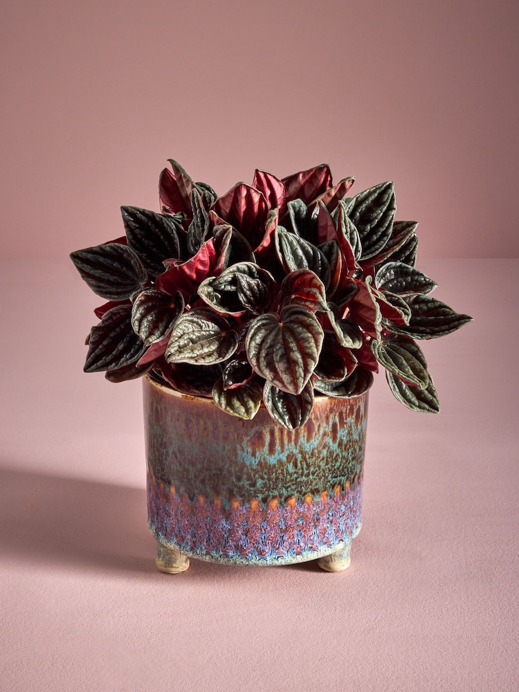 Red Luna Real Plant In Ombre Ceramic Pot - Image 1 of 5