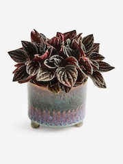 Red Luna Real Plant In Ombre Ceramic Pot - Image 4 of 5