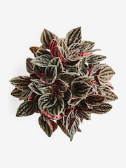 Red Luna Real Plant In Ombre Ceramic Pot - Image 5 of 5