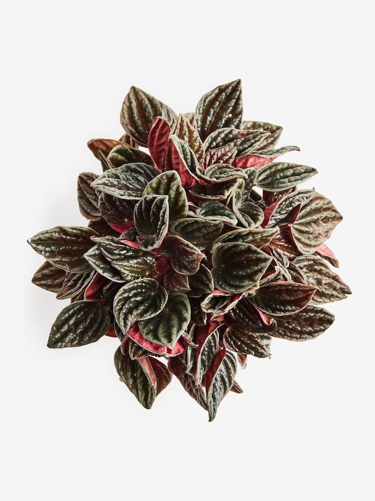 Red Luna Real Plant In Ombre Ceramic Pot - Image 5 of 5