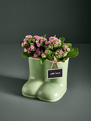 Green Mothers Day Kalanchoes Real Plant in Ceramic Planter - Image 1 of 3
