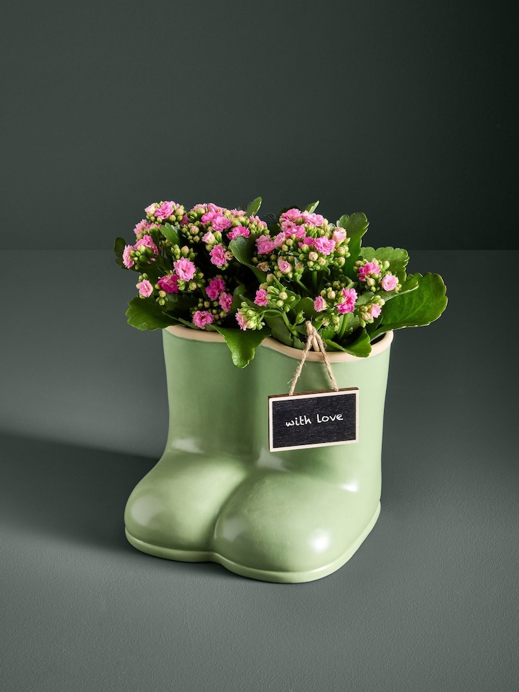 Green Mothers Day Kalanchoes Real Plant in Ceramic Planter - Image 1 of 3