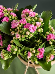 Green Mothers Day Kalanchoes Real Plant in Ceramic Planter - Image 2 of 3
