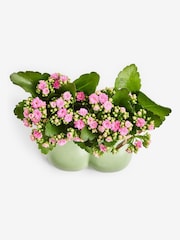 Green Mothers Day Kalanchoes Real Plant in Ceramic Planter - Image 3 of 3