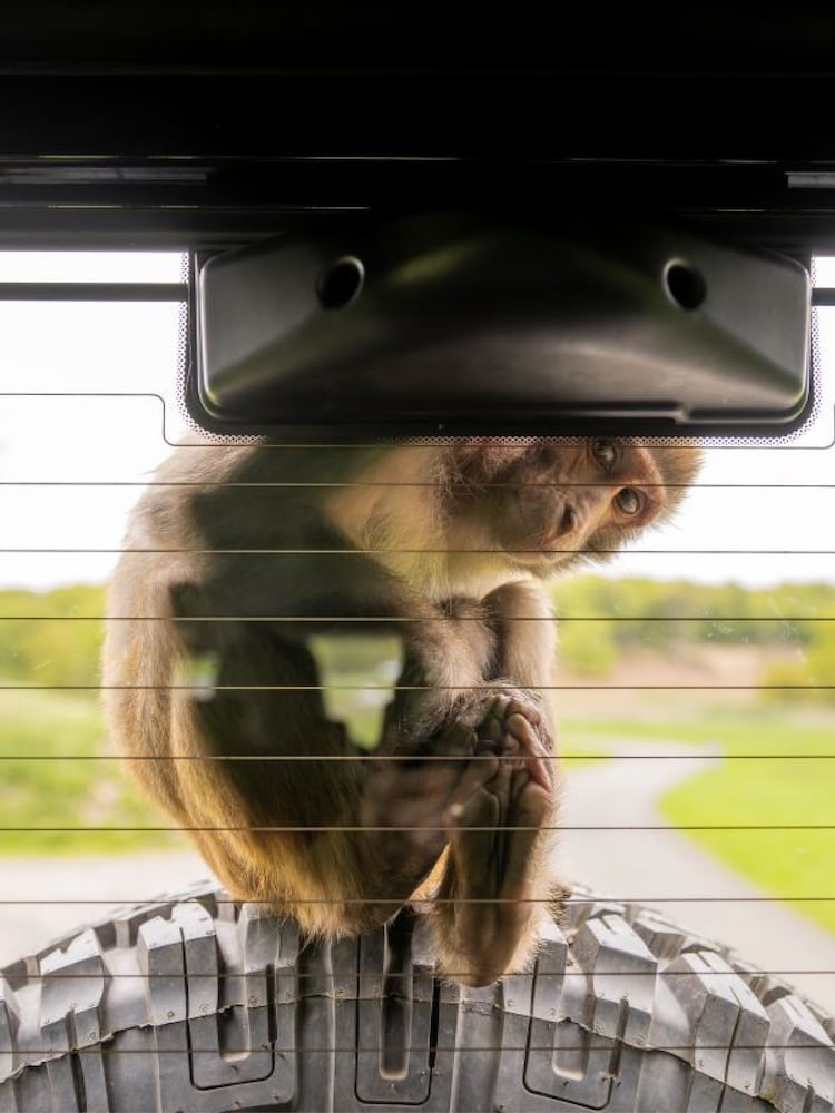 Virgin Experience Days Longleat Bronze VIP Truck Safari Tour with Park Admission - Image 2 of 4