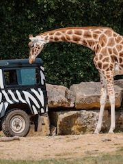 Virgin Experience Days Longleat Bronze VIP Truck Safari Tour with Park Admission - Image 3 of 4