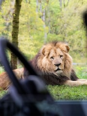 Virgin Experience Days Longleat Bronze VIP Truck Safari Tour with Park Admission - Image 4 of 4