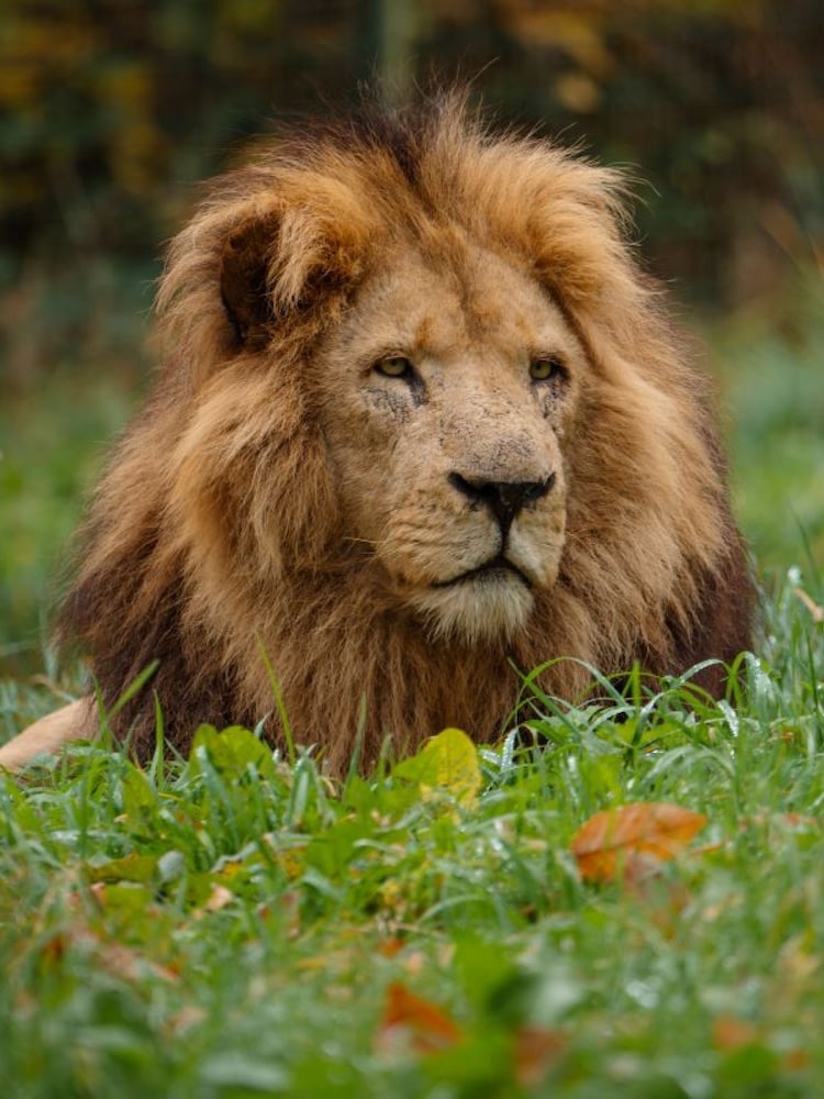 Virgin Experience Days Longleat Lion VIP Encounter with Park Admission - Image 1 of 4