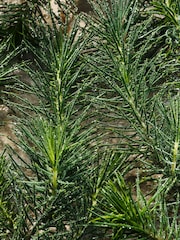 Dolce&Gabbana Light Blue Pour Homme Eau De Parfum 200ml - Image 6 of 9