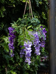 Scottish Everlastings Ltd Green Outdoor Hanging Artificial Wisteria & Ivy - Image 1 of 3