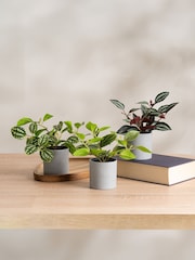 Scottish Everlastings Ltd Set of 3 Green Artificial Mini Trailing Plants - Image 1 of 3