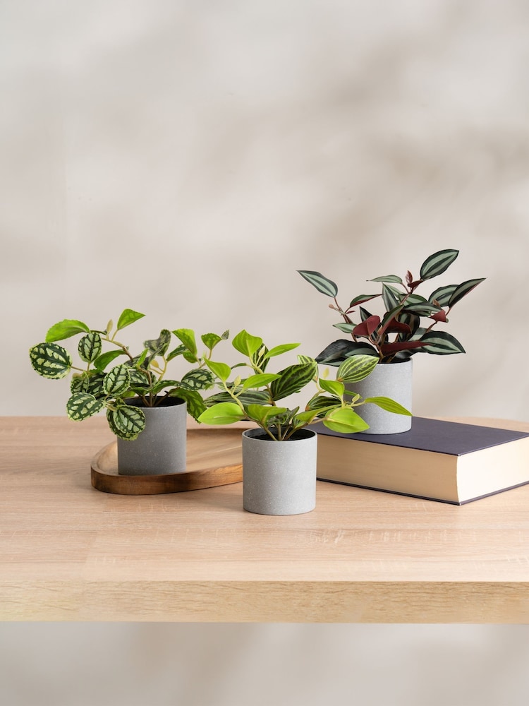 Scottish Everlastings Ltd Set of 3 Green Artificial Mini Trailing Plants - Image 1 of 3
