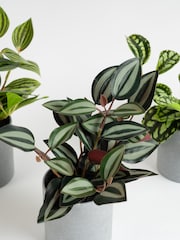 Scottish Everlastings Ltd Set of 3 Green Artificial Mini Trailing Plants - Image 2 of 3
