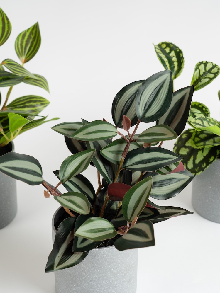 Scottish Everlastings Ltd Set of 3 Green Artificial Mini Trailing Plants - Image 2 of 3