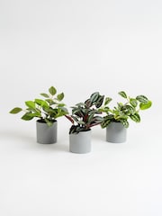 Scottish Everlastings Ltd Set of 3 Green Artificial Mini Trailing Plants - Image 3 of 3